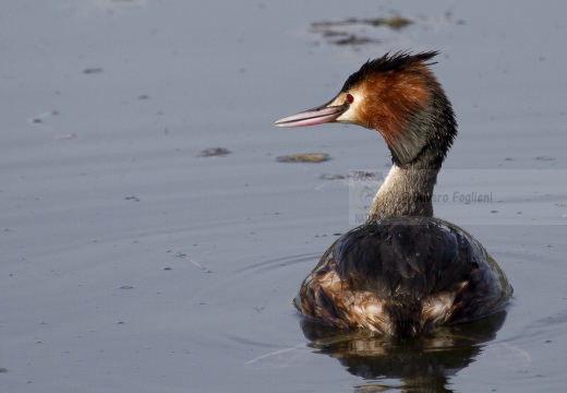 SVASSO MAGGIORE;  Great Crested Grebe; Podiceps cristatus