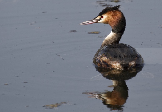 SVASSO MAGGIORE;  Great Crested Grebe; Podiceps cristatus