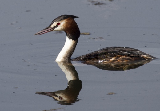 SVASSO MAGGIORE;  Great Crested Grebe; Podiceps cristatus