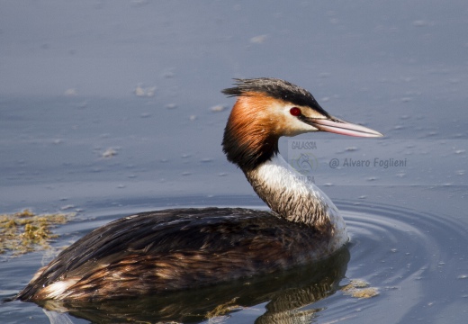 SVASSO MAGGIORE;  Great Crested Grebe; Podiceps cristatus