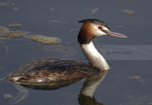 SVASSO MAGGIORE;  Great Crested Grebe; Podiceps cristatus