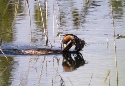 SVASSO MAGGIORE;  Great Crested Grebe; Podiceps cristatus