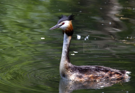 SVASSO MAGGIORE;  Great Crested Grebe; Podiceps cristatus