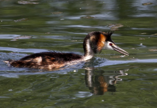 SVASSO MAGGIORE;  Great Crested Grebe; Podiceps cristatus