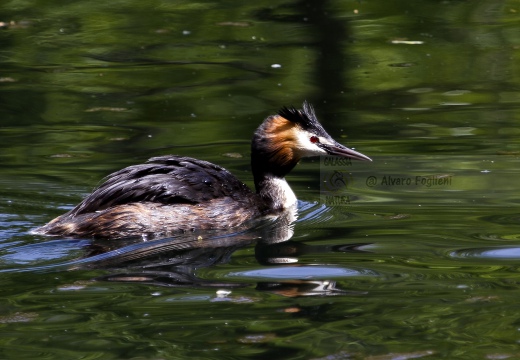 SVASSO MAGGIORE;  Great Crested Grebe; Podiceps cristatus