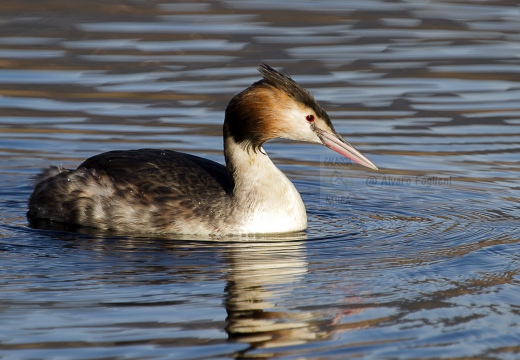 SVASSO MAGGIORE;  Great Crested Grebe; Podiceps cristatus