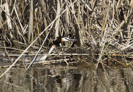 SVASSO MAGGIORE;  Great Crested Grebe; Podiceps cristatus