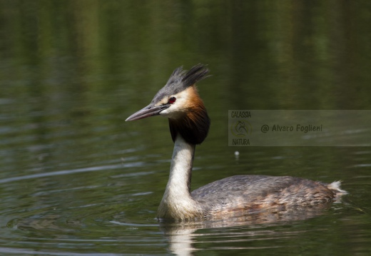 SVASSO MAGGIORE;  Great Crested Grebe; Podiceps cristatus