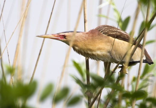 TARABUSINO;  Little Bittern;  Ixobrychus minutus