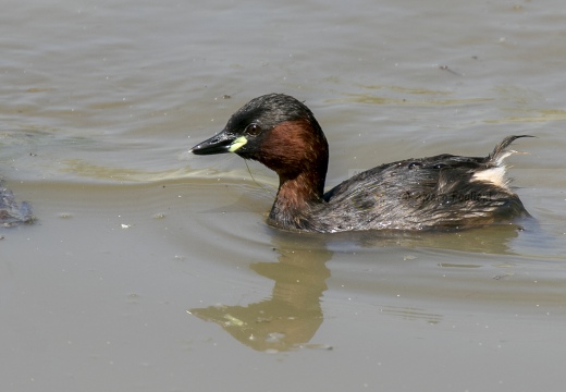 TUFFETTO; Little Grebe; Tachybaptus ruficollis 