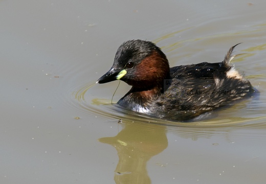 TUFFETTO; Little Grebe; Tachybaptus ruficollis 