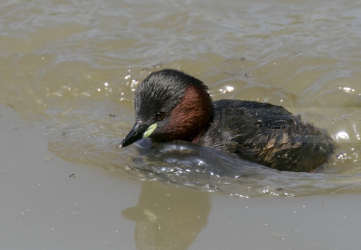 TUFFETTO; Little Grebe; Tachybaptus ruficollis 