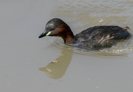 TUFFETTO; Little Grebe; Tachybaptus ruficollis 