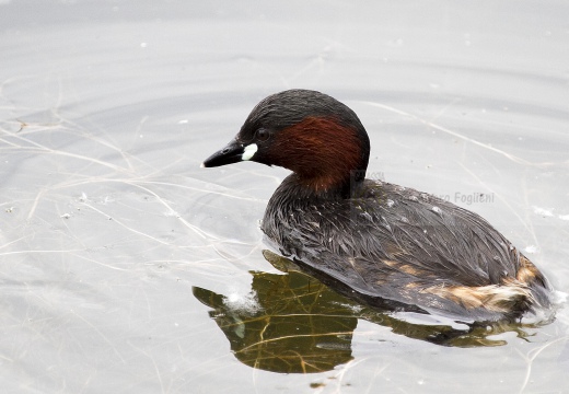 TUFFETTO; Little Grebe; Tachybaptus ruficollis 
