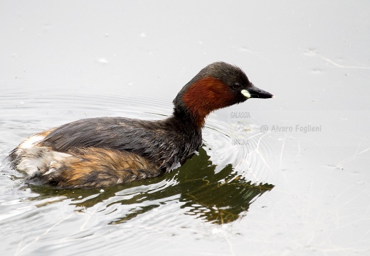 TUFFETTO; Little Grebe; Tachybaptus ruficollis 