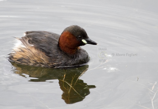 TUFFETTO; Little Grebe; Tachybaptus ruficollis 