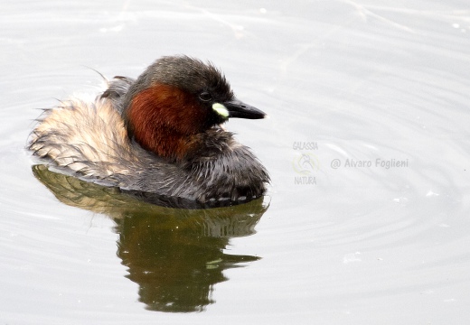 TUFFETTO; Little Grebe; Tachybaptus ruficollis 