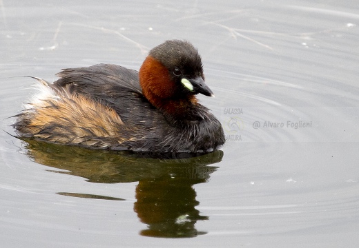 TUFFETTO; Little Grebe; Tachybaptus ruficollis 
