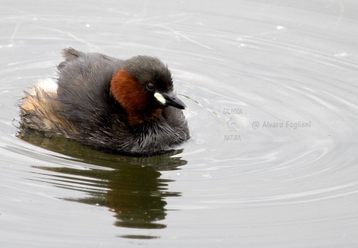 TUFFETTO; Little Grebe; Tachybaptus ruficollis 