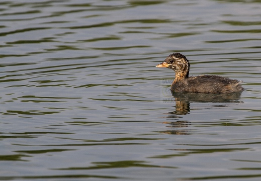 TUFFETTO; Little Grebe; Tachybaptus ruficollis 