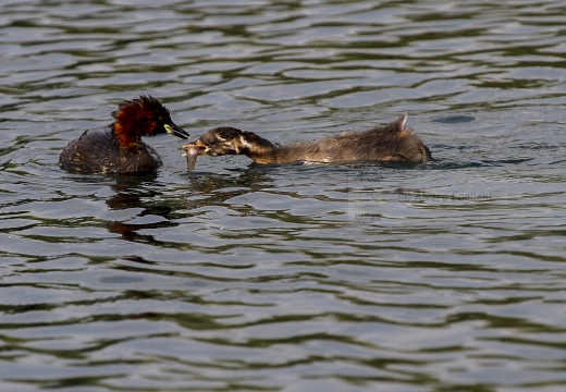 TUFFETTO; Little Grebe; Tachybaptus ruficollis 