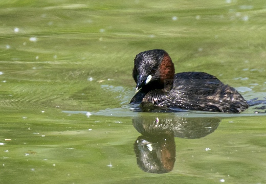 TUFFETTO; Little Grebe; Tachybaptus ruficollis 