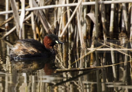 TUFFETTO; Little Grebe; Tachybaptus ruficollis 