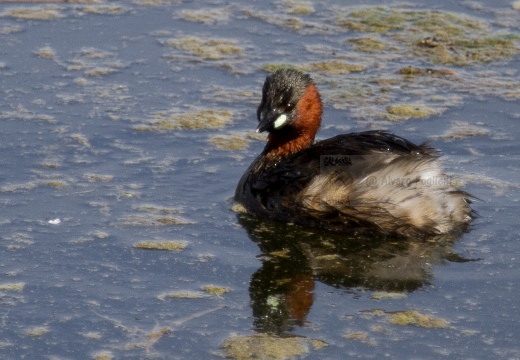 TUFFETTO; Little Grebe; Tachybaptus ruficollis 