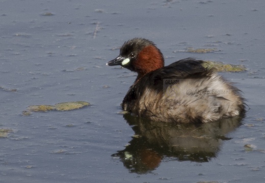 TUFFETTO; Little Grebe; Tachybaptus ruficollis 