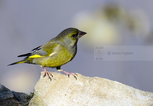 VERDONE; Greenfich; Carduelis chloris