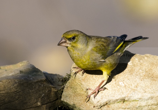 VERDONE; Greenfich; Carduelis chloris