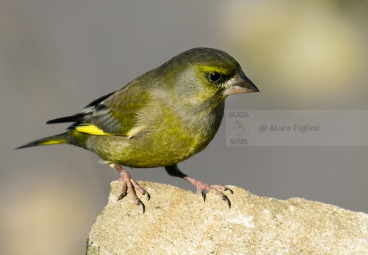 VERDONE; Greenfich; Carduelis chloris