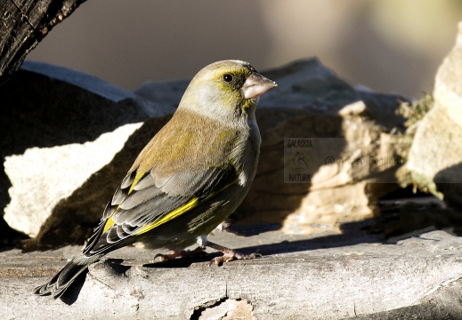 VERDONE; Greenfich; Carduelis chloris