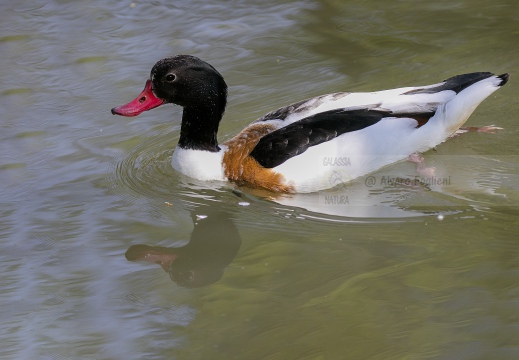 VOLPOCA; Shelduck; Tadorna tadorna 