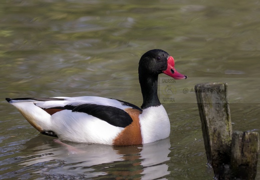 VOLPOCA; Shelduck; Tadorna tadorna 