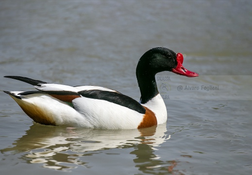 VOLPOCA; Shelduck; Tadorna tadorna 