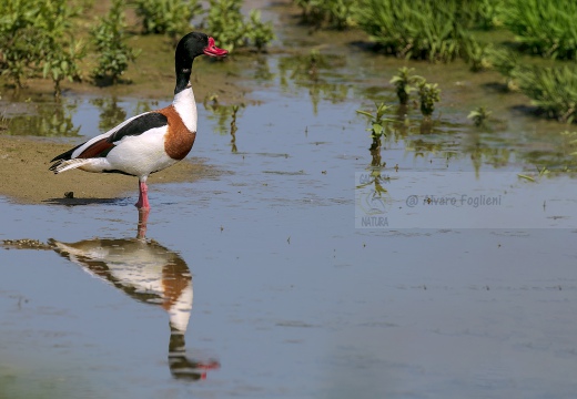 VOLPOCA; Shelduck; Tadorna tadorna 