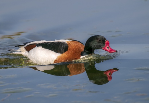 VOLPOCA; Shelduck; Tadorna tadorna 