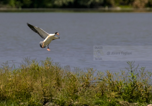 VOLPOCA; Shelduck; Tadorna tadorna 