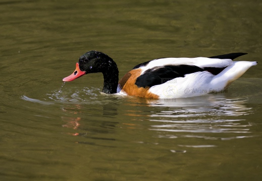 VOLPOCA; Shelduck; Tadorna tadorna 