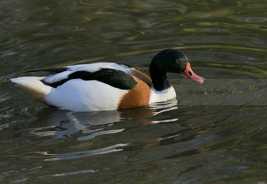 VOLPOCA; Shelduck; Tadorna tadorna 