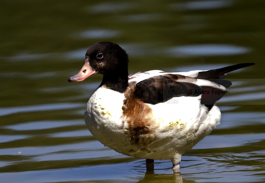 VOLPOCA; Shelduck; Tadorna tadorna 