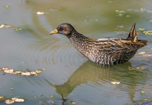 VOLTOLINO; Spotted Crake; Porzana porzana