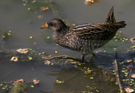 VOLTOLINO; Spotted Crake; Porzana porzana 