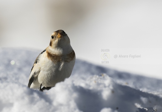 ZIGOLO DELLE NEVI; Snow bunting; Plectrophenax nivalis 