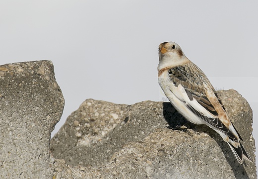 ZIGOLO DELLE NEVI; Snow bunting; Plectrophenax nivalis