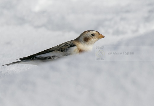 ZIGOLO DELLE NEVI; Snow bunting; Plectrophenax nivalis