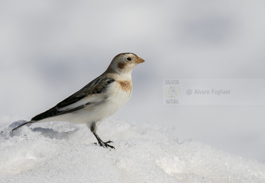 ZIGOLO DELLE NEVI; Snow bunting; Plectrophenax nivalis