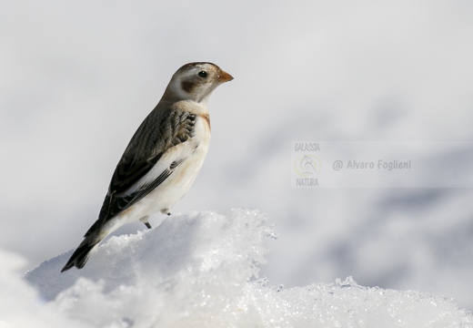 ZIGOLO DELLE NEVI; Snow bunting; Plectrophenax nivalis