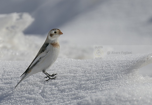 ZIGOLO DELLE NEVI; Snow bunting; Plectrophenax nivalis